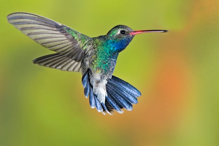 The Tiny Warrior: Determined and courageous is the Hummingbird.